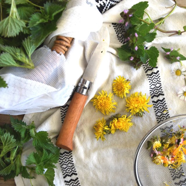 Atelier plantes sauvages - 2026