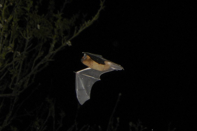 Chauve-souris pipistrelle